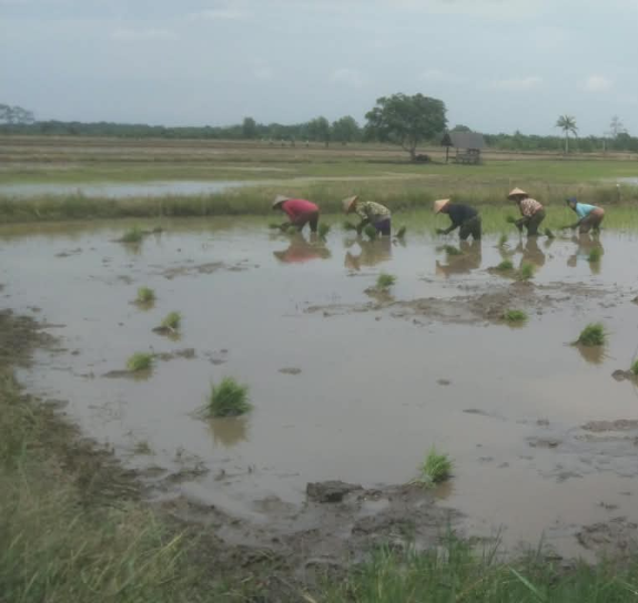 Hadapi Kemarau Panjang, DPRD PPU Dorong Ada Solusi Air untuk Petani